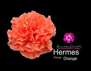OEILLET HERMES orange 55
